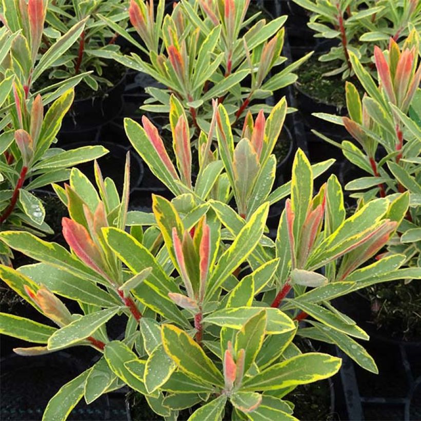 Euphorbia Ascot Rainbow - Wolfsmelk (Blad)