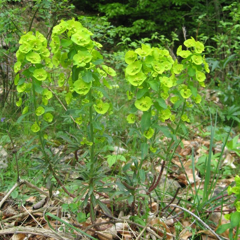 Euphorbia amygdaloïdes var. robbiae - Amandelwolfsmelk (Groeiplaats)