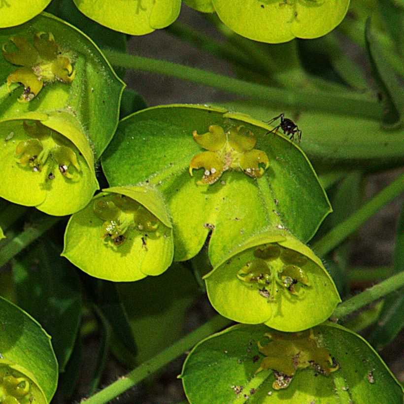 Euphorbia characias Blue Wonder - Wolfsmelk (Bloei)