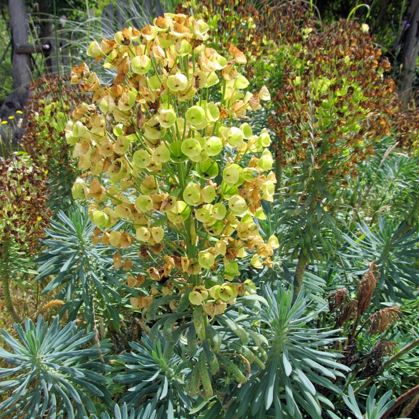 Euphorbia characias Blue Wonder - Wolfsmelk (Groeiplaats)