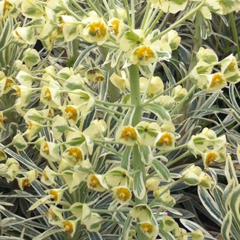 Euphorbia characias Emmer Green - Wolfsmelk (Bloei)