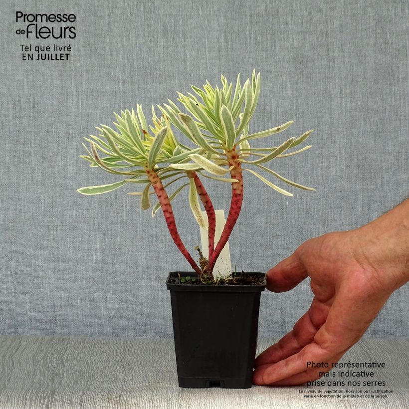 Exemplaar van Euphorbia characias Emmer Green - Wolfsmelk Kweekpotje van 8/9 cm zoals geleverd in de zomer