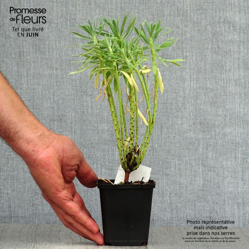 Exemplaar van Euphorbia characias - Wolfsmelk Kweekpotje van 8/9 cm zoals geleverd in de zomer