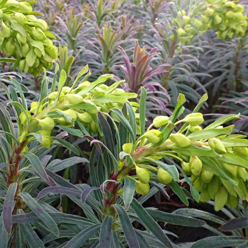 Euphorbia characias Purple and Gold - Wolfsmelk (Bloei)