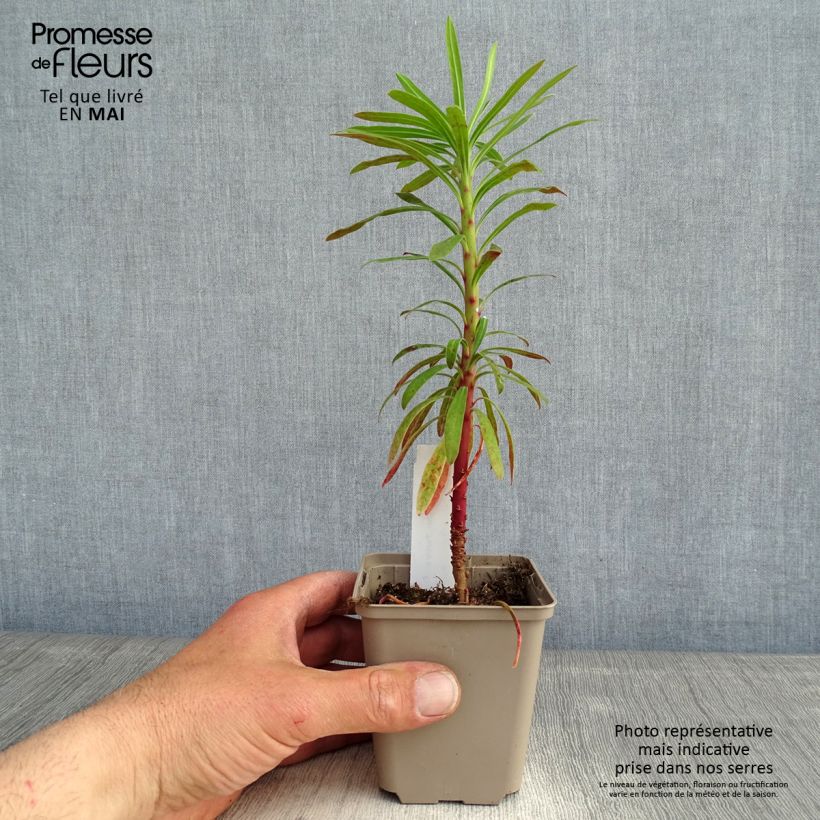 Exemplaar van Euphorbia characias Purple and Gold - Wolfsmelk Kweekpotje van 8/9 cm zoals geleverd in de lente