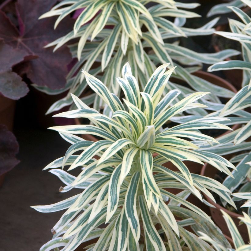 Euphorbia characias Tasmanian Tiger - Wolfsmelk (Blad)