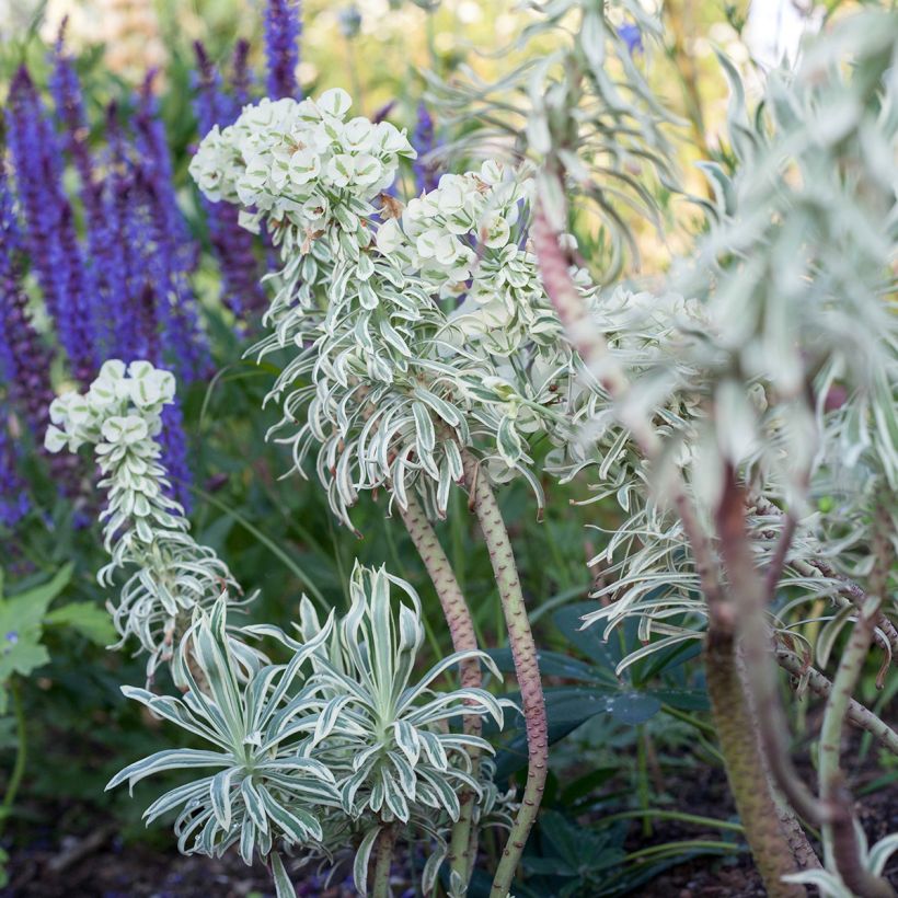 Euphorbia characias Tasmanian Tiger - Wolfsmelk (Groeiplaats)