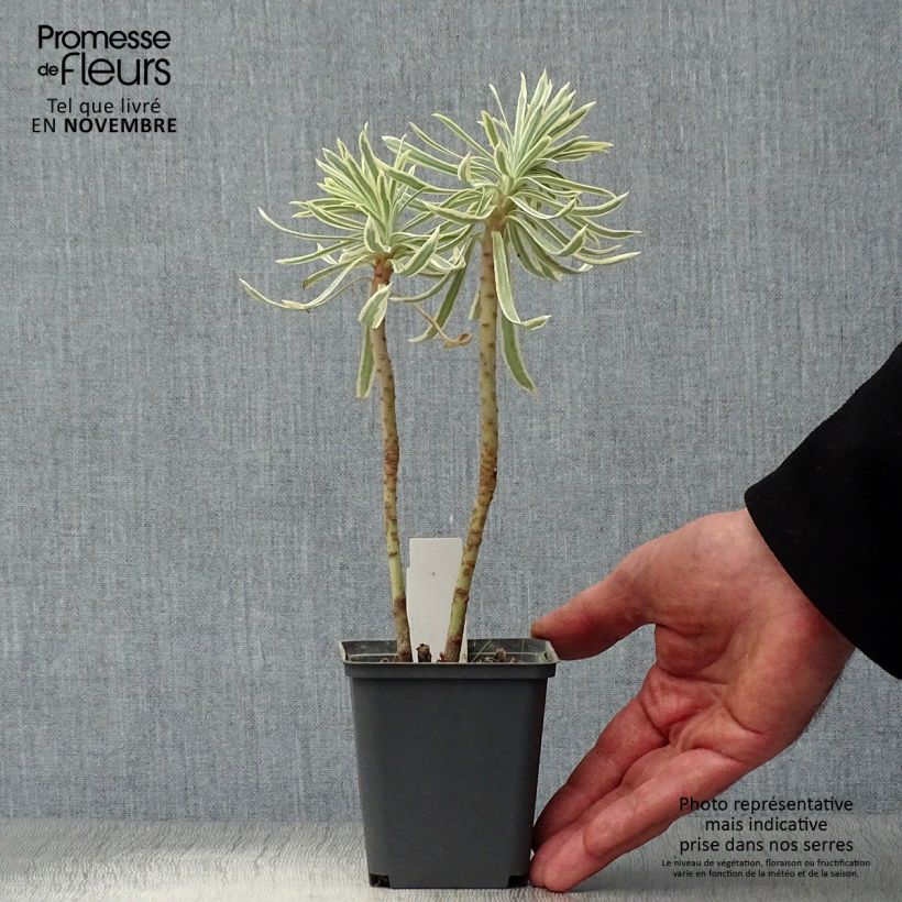 Exemplaar van Euphorbia characias Tasmanian Tiger - Wolfsmelk Kweekpotje van 8/9 cm zoals geleverd in de herfst