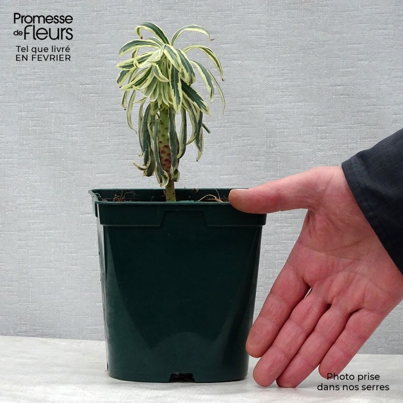 Exemplaar van Euphorbia characias Tasmanian Tiger - Wolfsmelk Pot van 1,5 l/2 l zoals geleverd in de winter