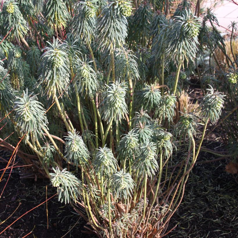 Euphorbia characias ssp. wulfenii - Wolfsmelk (Groeiplaats)