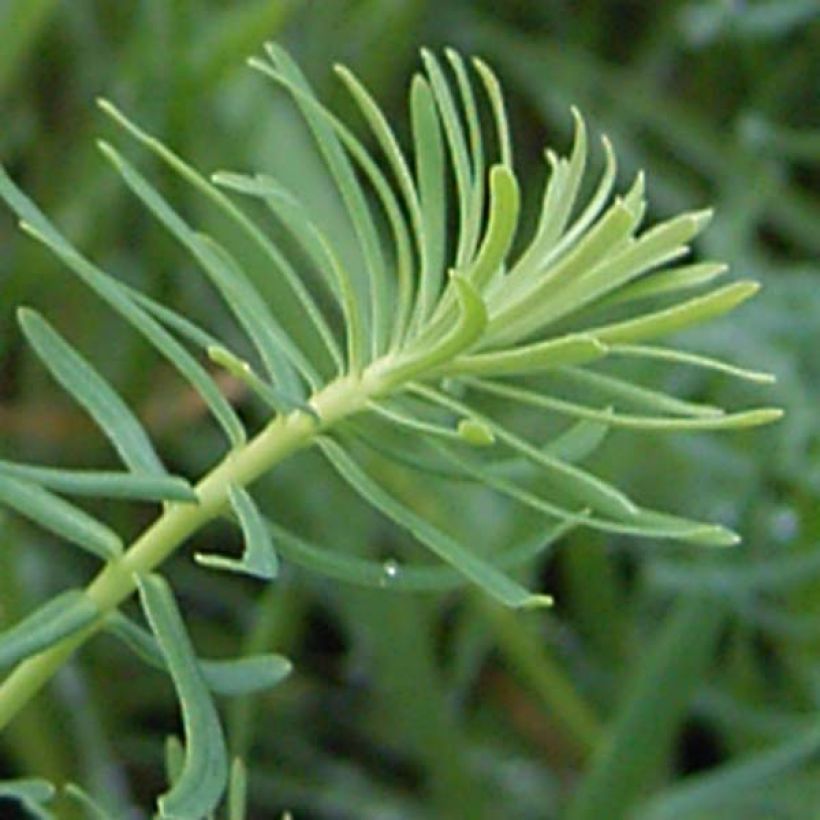 Euphorbia cyparissias - Cipreswolfsmelk (Blad)