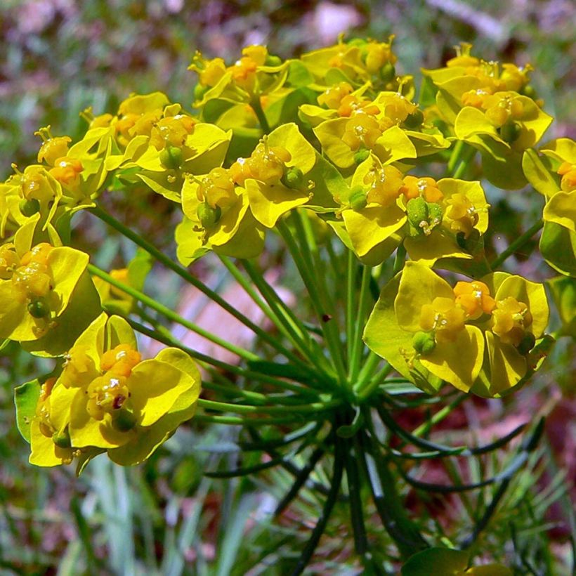 Euphorbia cyparissias Clarice Howard - Cipreswolfsmelk (Bloei)