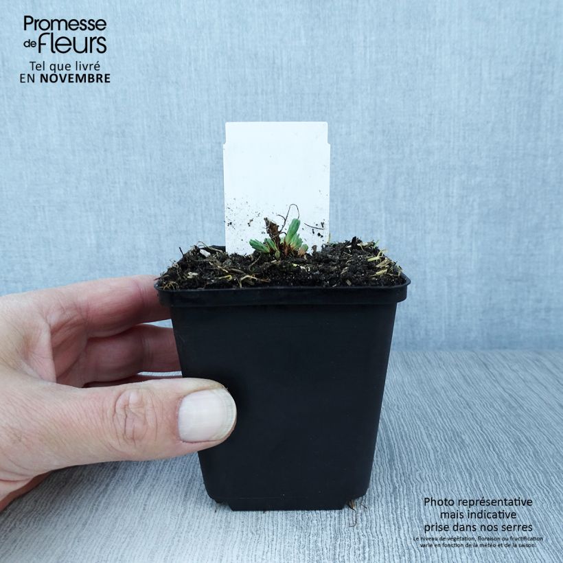 Exemplaar van Euphorbia cyparissias Fens Ruby - Cipreswolfsmelk Kweekpotje van 8/9 cm zoals geleverd in de herfst