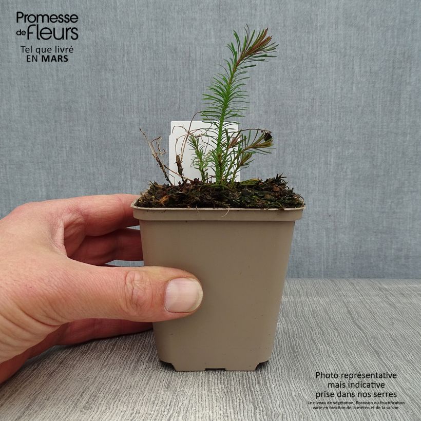 Exemplaar van Euphorbia cyparissias Fens Ruby - Cipreswolfsmelk Kweekpotje van 8/9 cm zoals geleverd in de lente