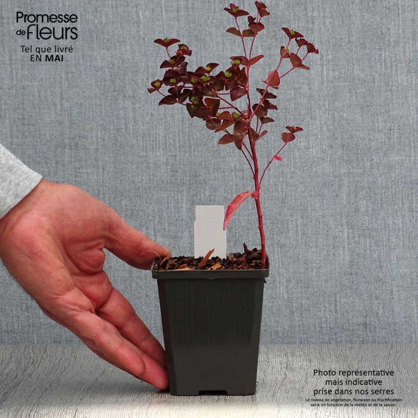 Exemplaar van Euphorbia dulcis Chameleon - Wolfsmelk Kweekpotje van 8/9 cm zoals geleverd in de lente