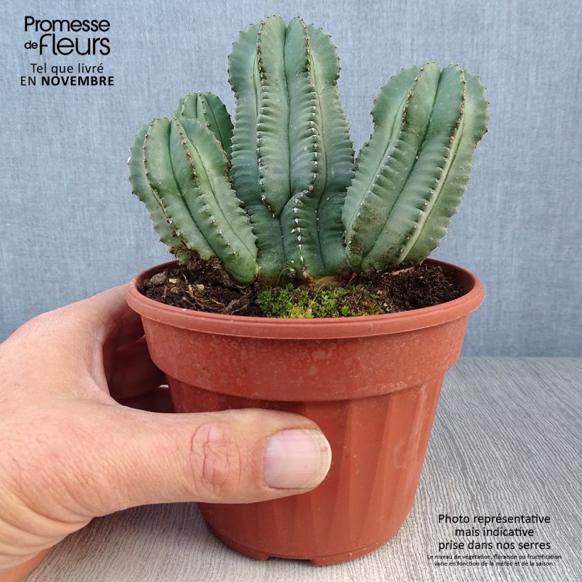 Exemplaar van Euphorbia fruticosa Inermis - Wolfsmelk Pot van 12 cm / 13 cm zoals geleverd in de herfst