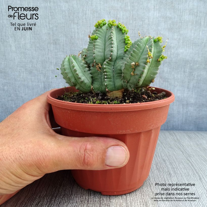 Exemplaar van Euphorbia fruticosa Inermis - Wolfsmelk Pot van 12 cm / 13 cm zoals geleverd in de zomer