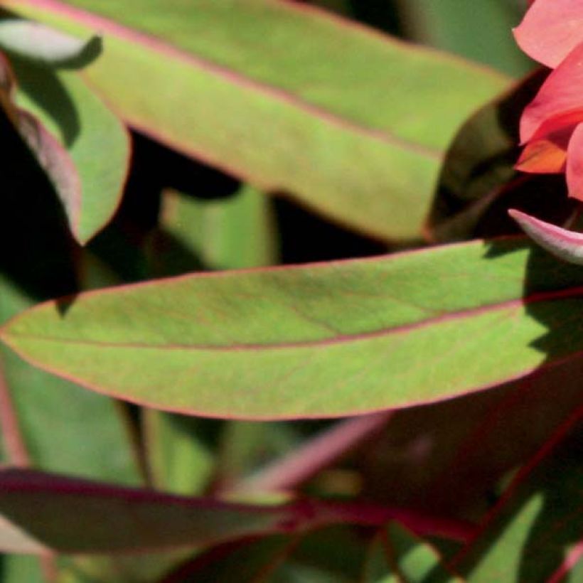 Euphorbia griffithii Fireglow - Wolfsmelk (Blad)