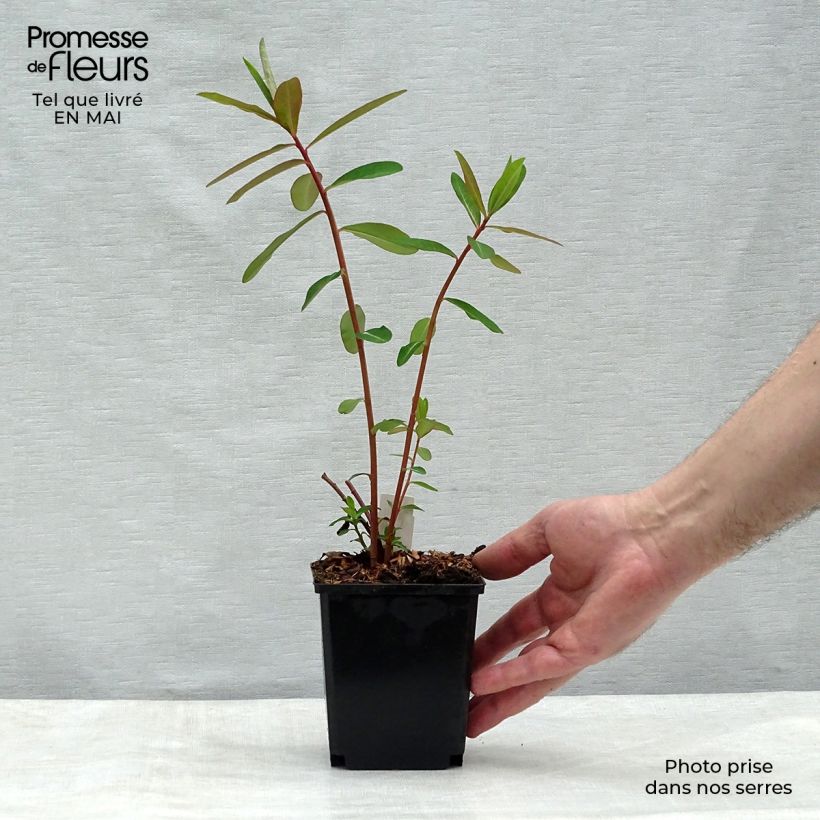 Exemplaar van Euphorbia griffithii Fireglow - Wolfsmelk Kweekpotje van 8/9 cm zoals geleverd in de lente