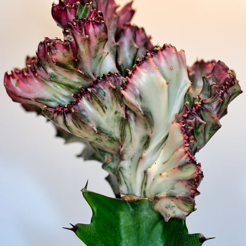 Euphorbia lactea Cristata - Kandelaarsplant (Blad)