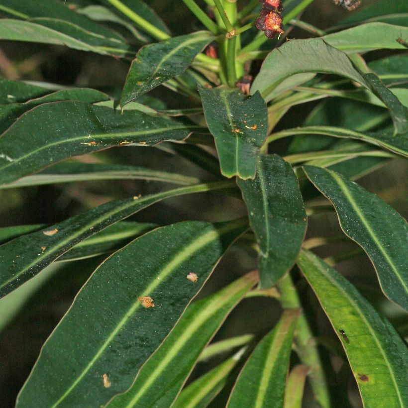 Euphorbia mellifera - Wolfsmelk (Blad)