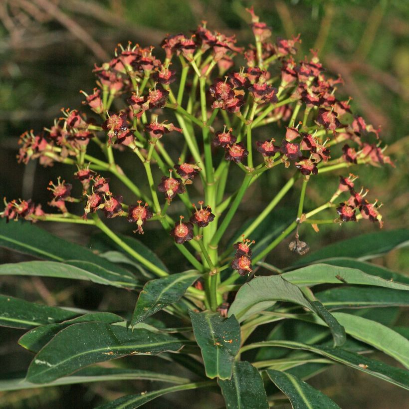 Euphorbia mellifera - Wolfsmelk (Bloei)