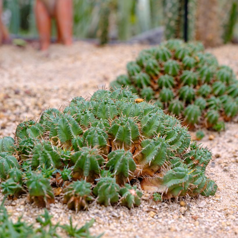 Euphorbia meloformis - Meloformis-wolfsmelk (Groeiplaats)