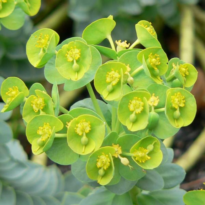 Euphorbia myrsinites - Wolfsmelk (Bloei)