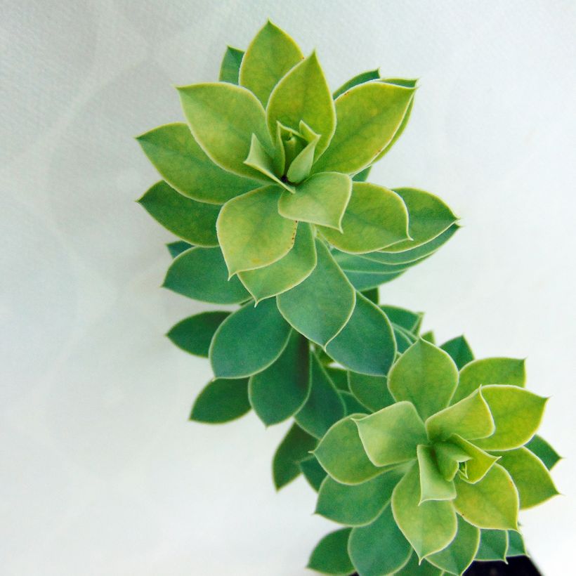 Euphorbia myrsinites - Wolfsmelk (Blad)
