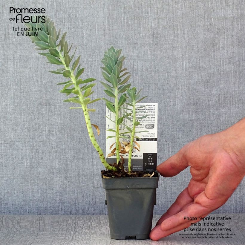 Exemplaar van Euphorbia myrsinites - Wolfsmelk Kweekpotje van 8/9 cm zoals geleverd in de zomer