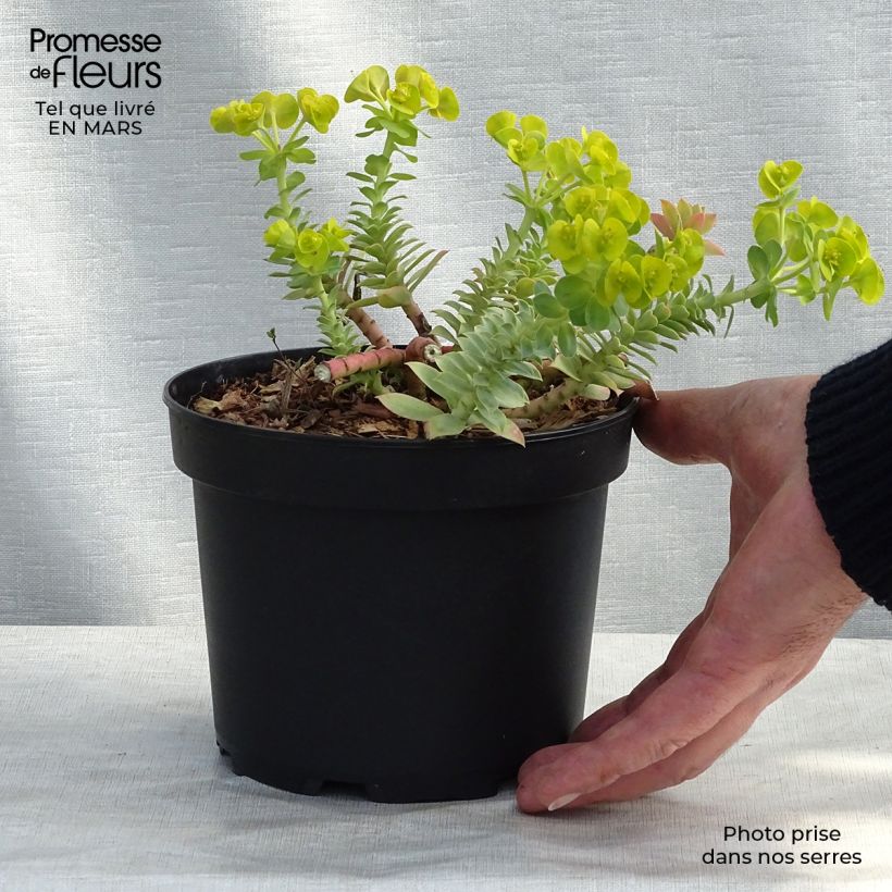 Exemplaar van Euphorbia myrsinites - Wolfsmelk Pot van 2 l/3 l zoals geleverd in de lente