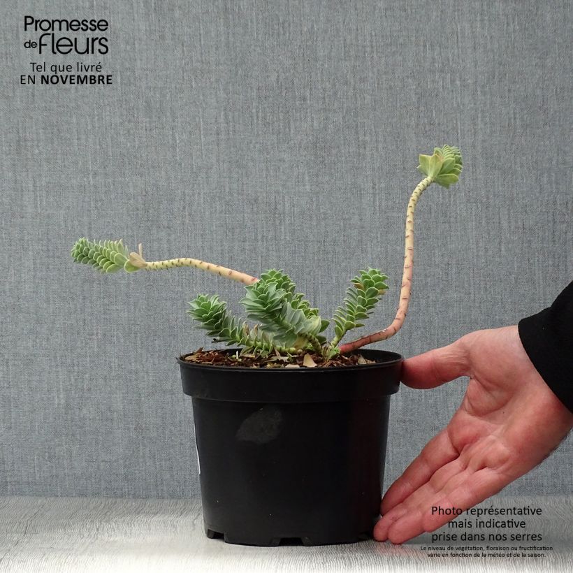 Exemplaar van Euphorbia myrsinites - Wolfsmelk Pot van 2 l/3 l zoals geleverd in de herfst