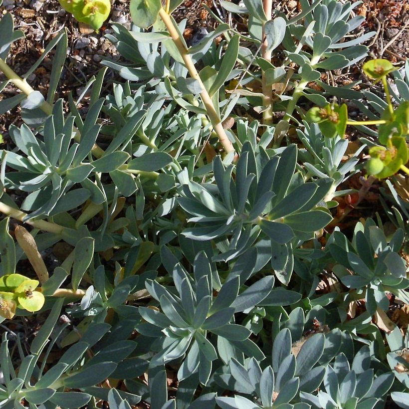 Euphorbia nicaeensis - Wolfsmelk (Blad)