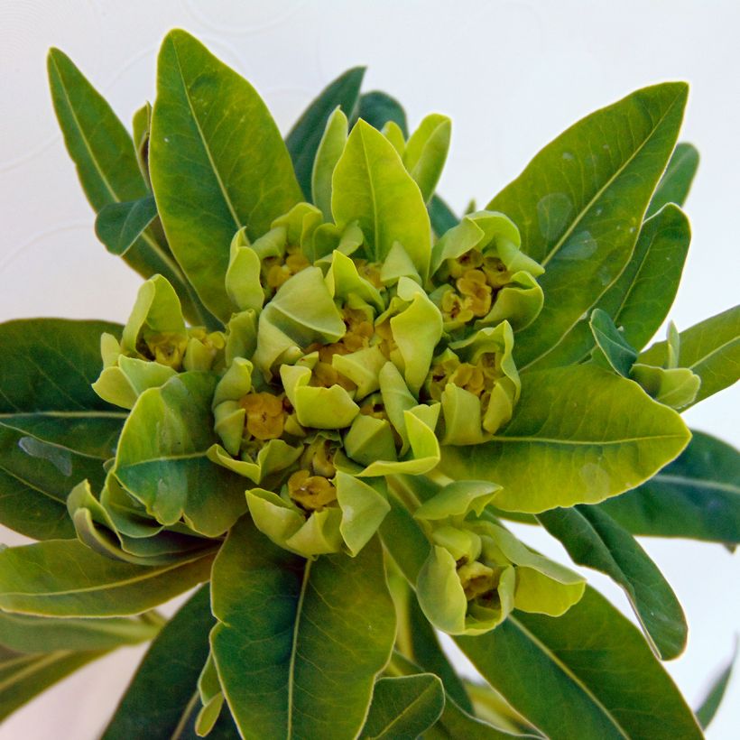 Euphorbia palustris - Moeraswolfsmelk (Bloei)