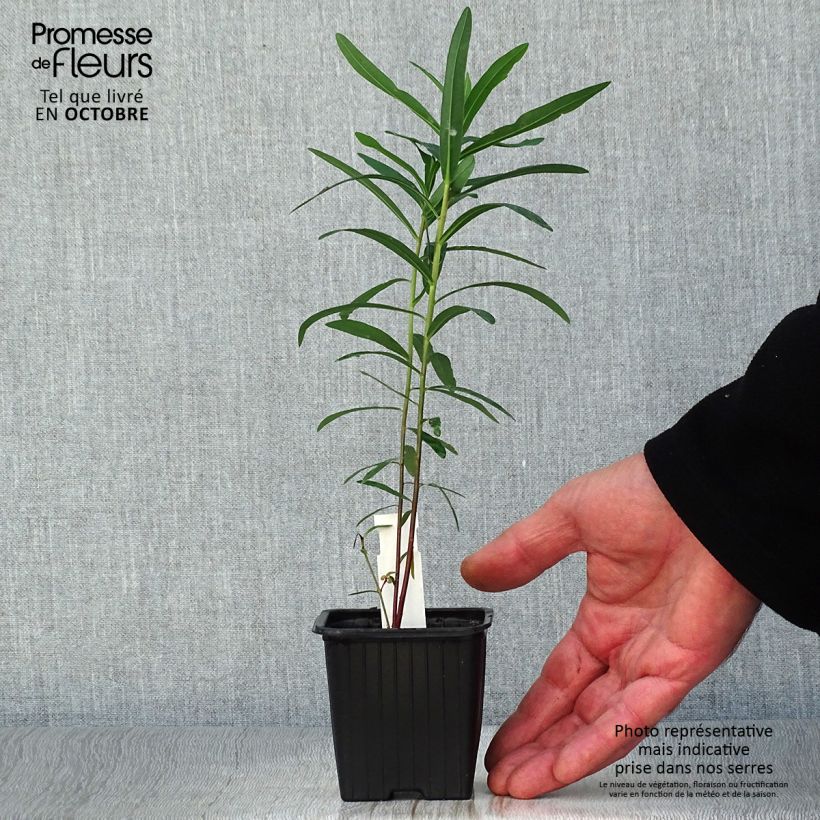 Exemplaar van Euphorbia palustris - Moeraswolfsmelk Kweekpotje van 8/9 cm zoals geleverd in de herfst