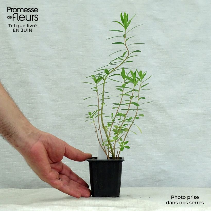 Exemplaar van Euphorbia palustris - Moeraswolfsmelk Kweekpotje van 8/9 cm zoals geleverd in de zomer