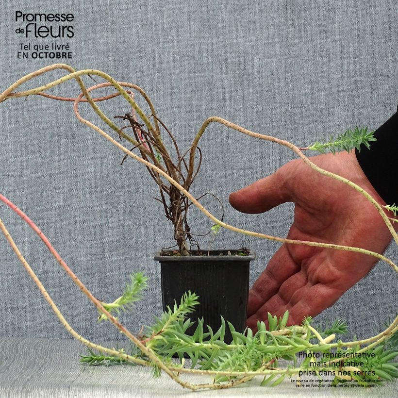 Exemplaar van Euphorbia pithyusa Ponte Leccia - Wolfsmelk Kweekpotje van 8/9 cm zoals geleverd in de herfst
