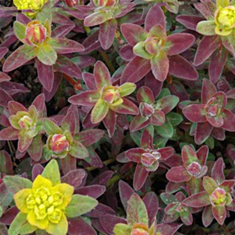 Euphorbia polychroma Bonfire - Kleurige wolfsmelk (Blad)