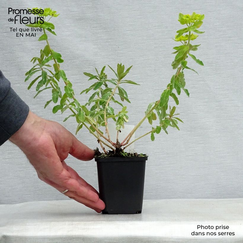 Exemplaar van Euphorbia polychroma - Kleurige wolfsmelk Kweekpotje van 8/9 cm zoals geleverd in de lente
