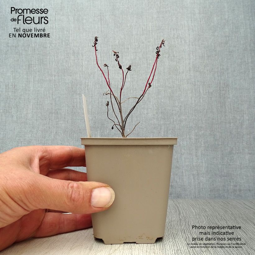 Exemplaar van Euphorbia polychroma Purpurea - Kleurige wolfsmelk Kweekpotje van 8/9 cm zoals geleverd in de herfst