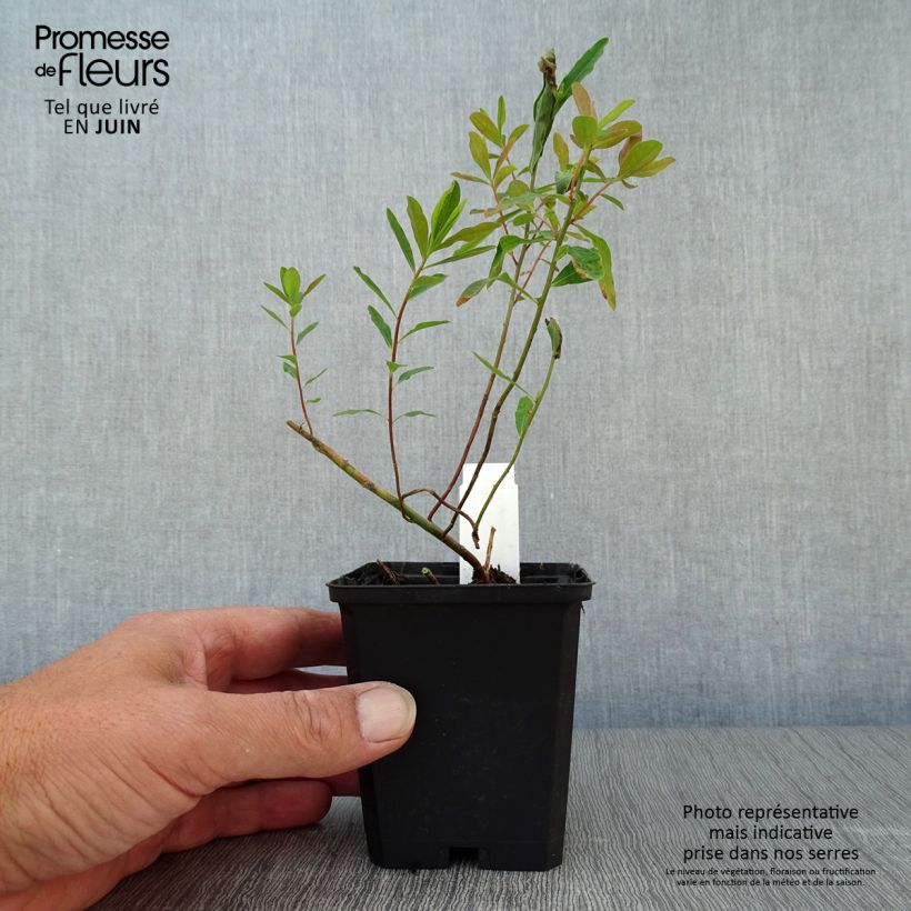 Exemplaar van Euphorbia polychroma Purpurea - Kleurige wolfsmelk Kweekpotje van 8/9 cm zoals geleverd in de zomer