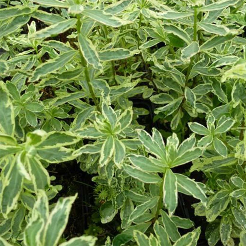 Euphorbia polychroma Variegata - Kleurige wolfsmelk (Blad)