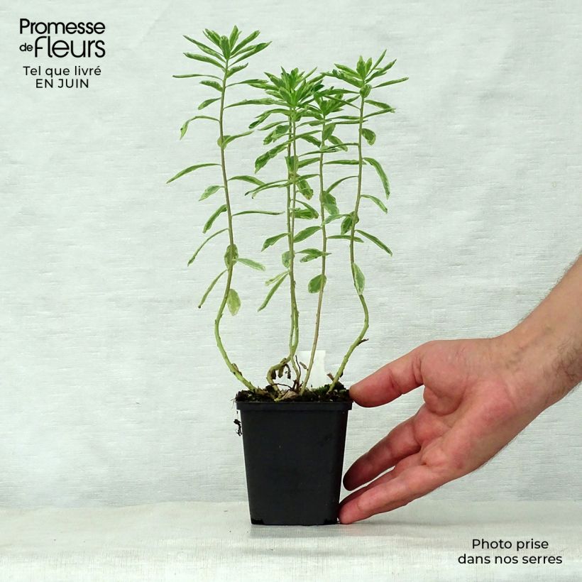 Exemplaar van Euphorbia polychroma Variegata - Kleurige wolfsmelk Kweekpotje van 8/9 cm zoals geleverd in de zomer