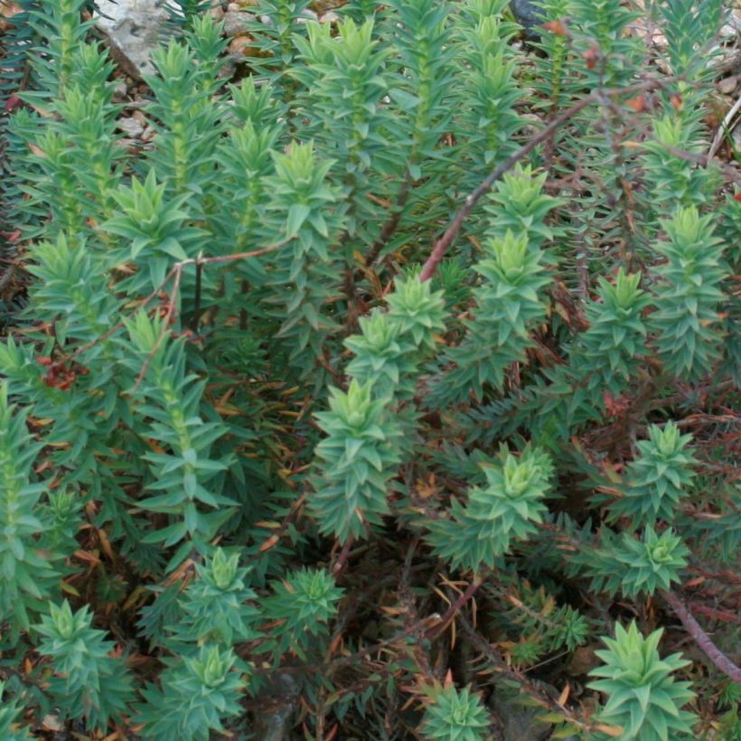Euphorbia pithyusa - Wolfsmelk (Blad)