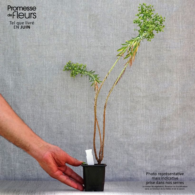Exemplaar van Euphorbia pithyusa - Wolfsmelk Kweekpotje van 8/9 cm zoals geleverd in de zomer