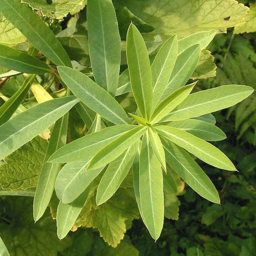 Euphorbia sarawschanica - Wolfsmelk (Blad)