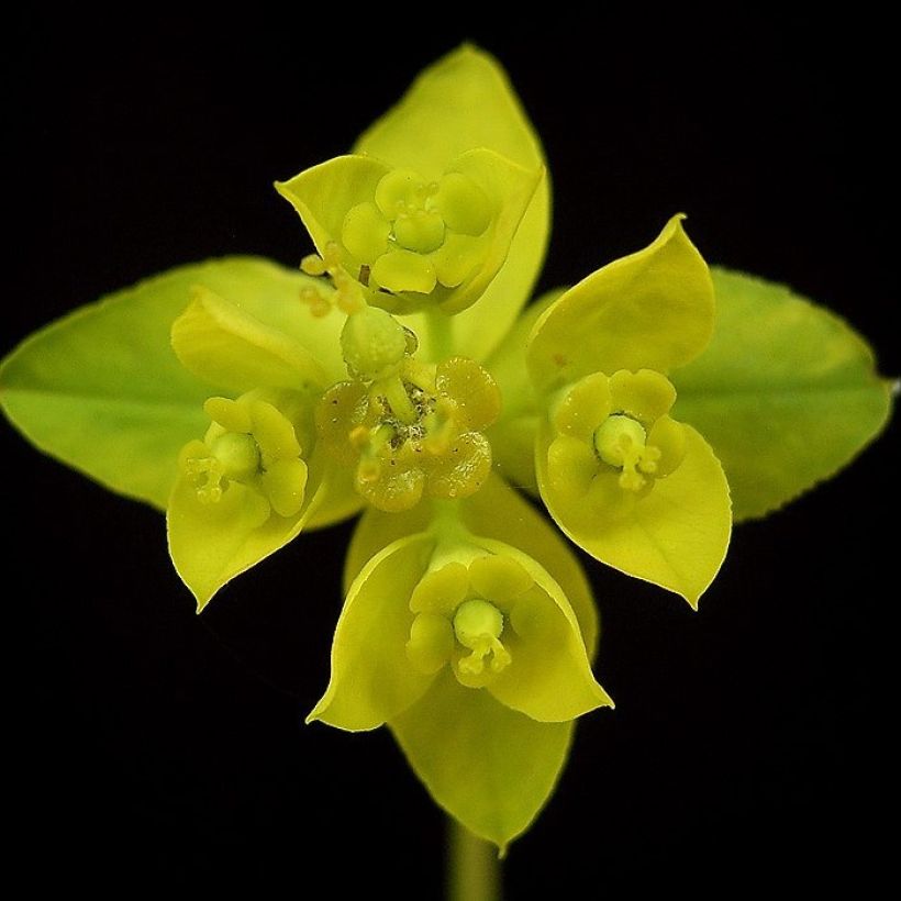Euphorbia sarawschanica - Wolfsmelk (Bloei)