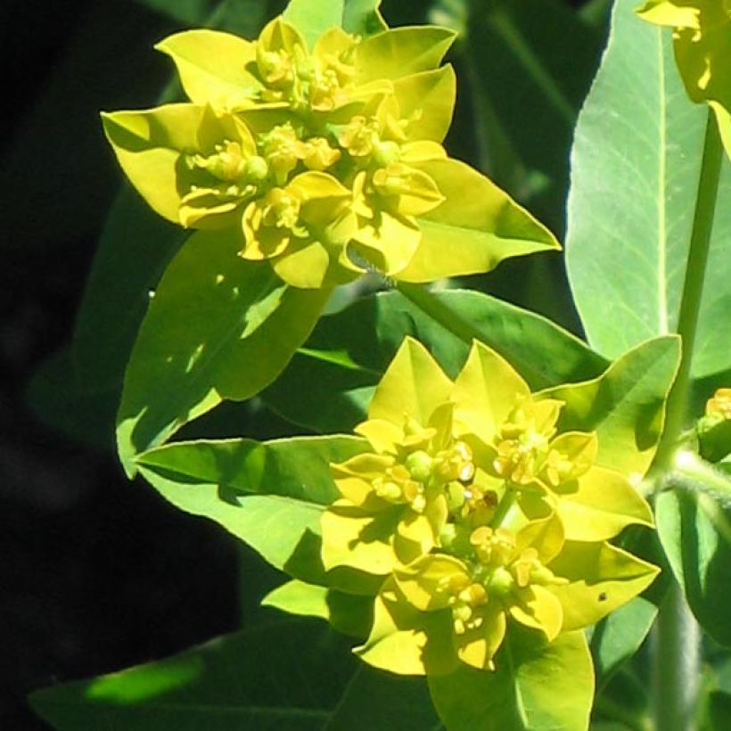 Euphorbia schillingii - Wolfsmelk (Bloei)