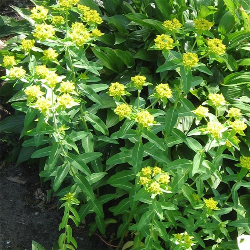 Euphorbia schillingii - Wolfsmelk (Groeiplaats)