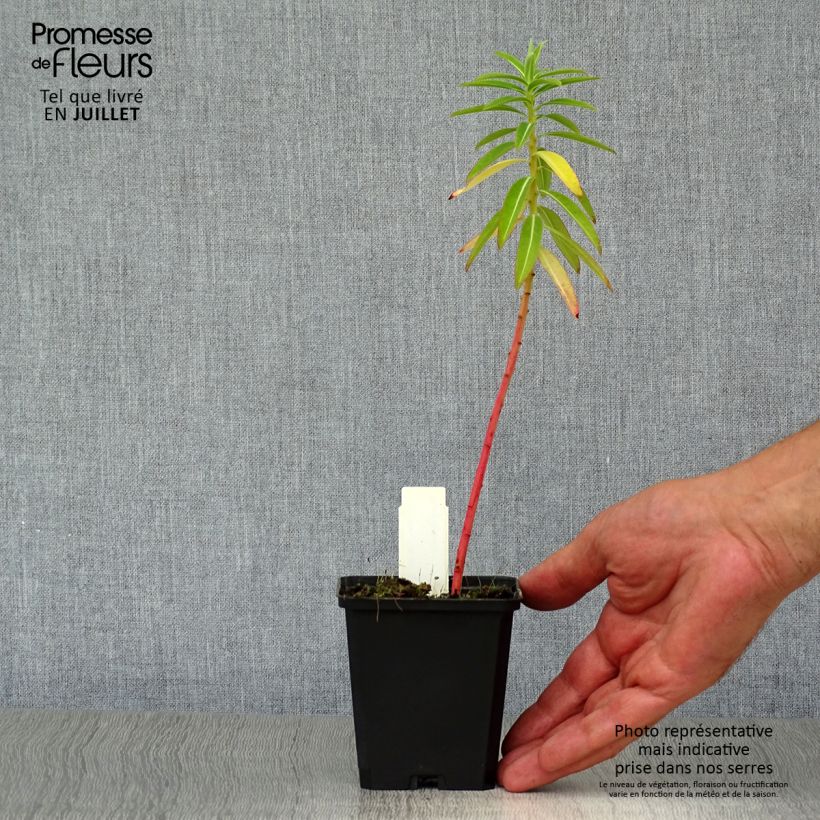 Exemplaar van Euphorbia schillingii - Wolfsmelk Kweekpotje van 8/9 cm zoals geleverd in de zomer